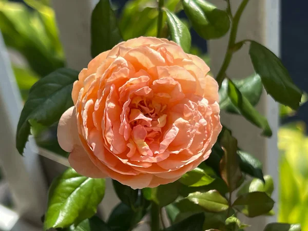 Японська Троянда Апельсинові Пелюстки Мирного Кольору — стокове фото
