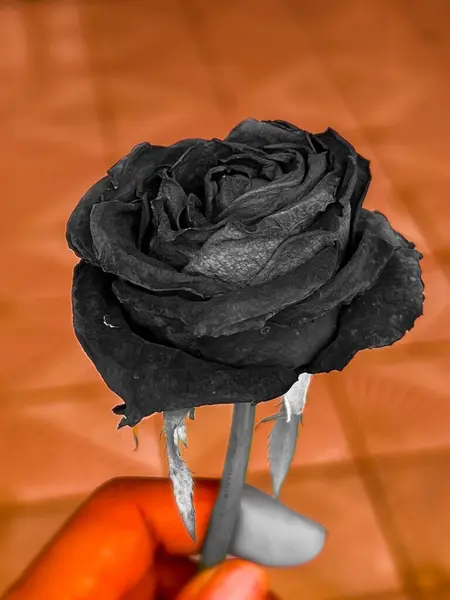 Suchá Růže Dramatickém Tónu Navždy Znamení Lásky — Stock fotografie