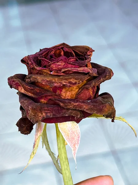 枯燥无味的玫瑰 永远是爱情的标志 — 图库照片