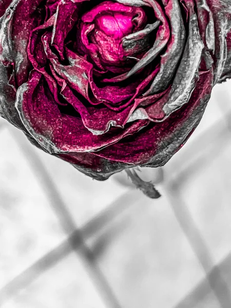 Suszona Róża Dramatycznym Tonie Zawsze Znak Miłości — Zdjęcie stockowe