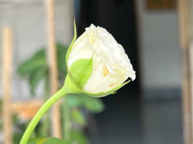 Creed Rose, beyaz yapraklar, güzel kokulu türler.