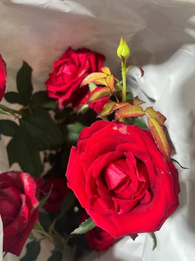 Kalp Throb Gül tomurcuğu, yeni filiz, çiçeklenme zamanı, çiçek bitkisi