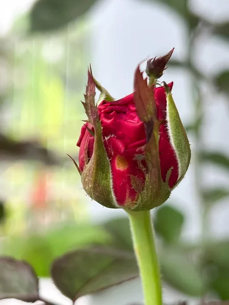 Coração Throb Rose Bud Broto Novo Prepart Para Florescer Planta — Fotografia de Stock