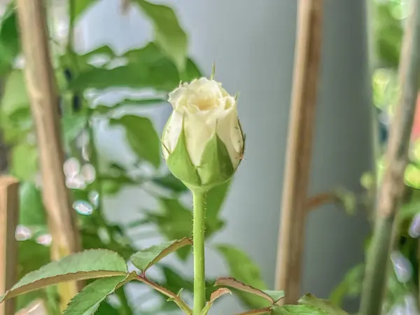 Creed Rose Bud Broto Novo Prepart Para Florescer Planta Flor — Fotografia de Stock