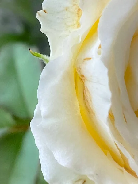 Creed Rose,white petals,fragrance species