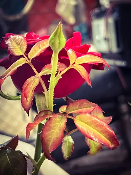 Coração Throb Rose Bud Broto Novo Prepart Para Florescer Planta — Fotografia de Stock