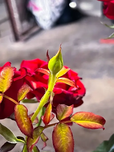 Бутон Розы Сердечной Новый Приготовьте Цветению Цветочное Растение — стоковое фото