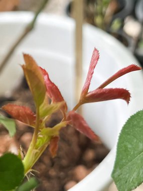 Yeni filizlenen yaprak, gül tomurcuğu ortaya çıkar, büyümeye hazırlan.