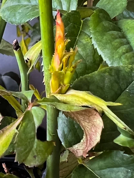New sprout leaf,rose bud emerge,prepare for growing