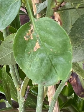 Botrytis parlak gül hastalığı, yaprak ve yaprak yüzeyinde yanmış, grimsi kahverengi mantar büyümesi