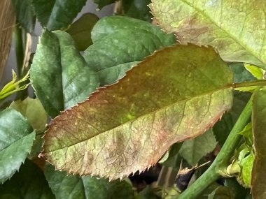 Botrytis parlak gül hastalığı, yaprak ve yaprak yüzeyinde yanmış, grimsi kahverengi mantar büyümesi