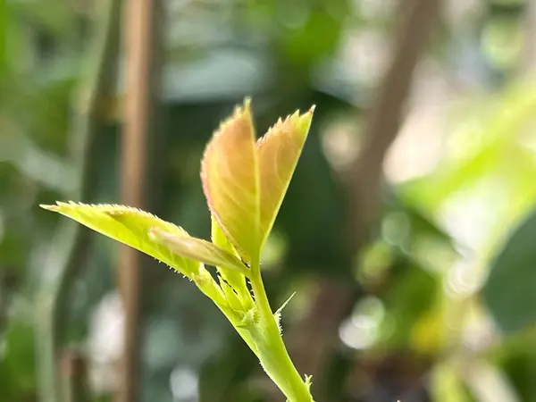 Rosebud Nuevo Brote Emergen Para Crecimiento Prepárate Para Floración — Foto de Stock