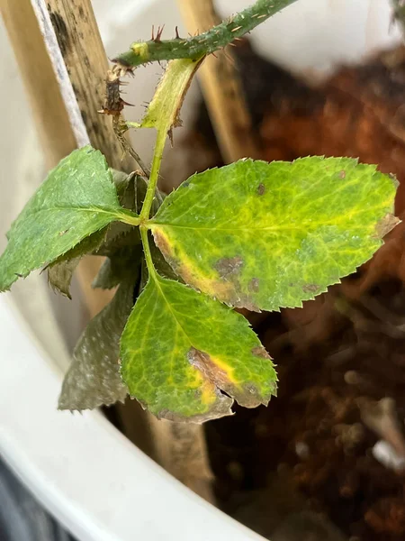 葉とペタルの表面に焼かれたバラのボトリーティス明るい病気 灰色の茶色の真菌の成長 — ストック写真