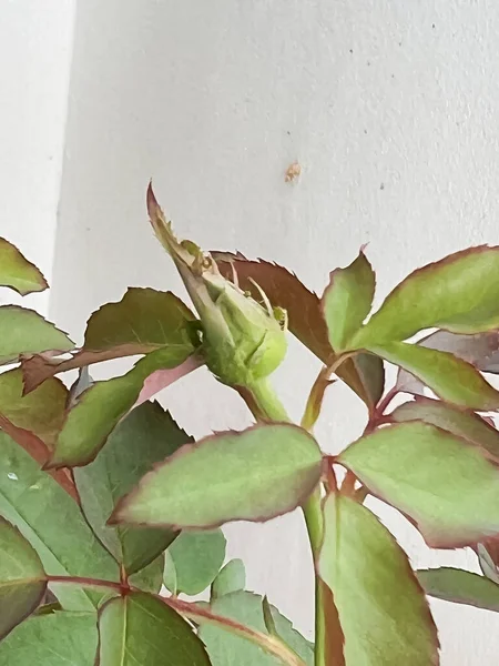 Rosebud Nuevo Brote Emergen Para Crecimiento Prepárate Para Floración —  Fotos de Stock