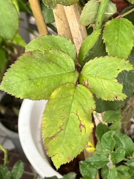 Botrytis Doença Brilhante Rosa Queimada Superfície Folha Pétala Crescimento Fúngico — Fotografia de Stock