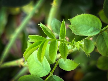 Yeni filizlenme ve tomurcuk gülü, taze yaprak, ortaya çıkar