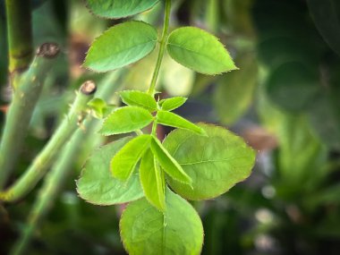 Yeni filizlenme ve tomurcuk gülü, taze yaprak, ortaya çıkar