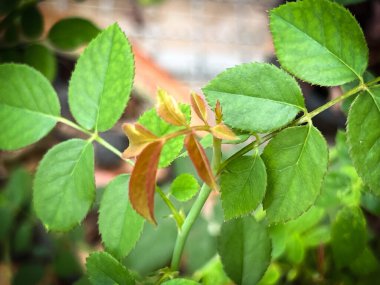 Yeni filizlenme ve tomurcuk gülü, taze yaprak, ortaya çıkar