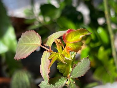 Yeni filizlenme ve tomurcuk gülü, taze yaprak, ortaya çıkar