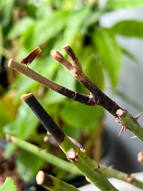 Gül hastalığı, sağlıksız çiçek bitkisinin belirtileri, siyah nokta mantarı