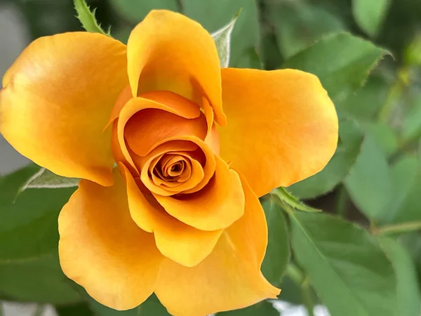 Yellow rose plant,beautiful flower