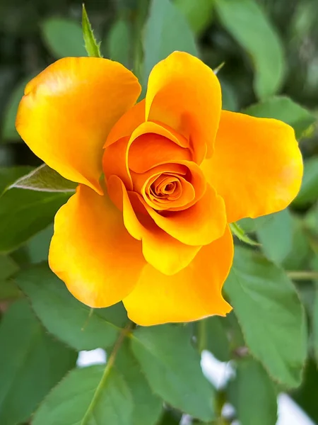 Yellow rose plant,beautiful flower