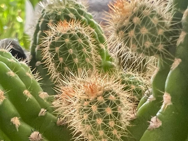 Cactus Sharp Thorn Body — Stock Photo, Image