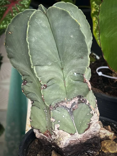 Texture and surface of cactus disease,plant rusts and rot problem