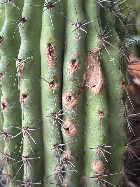 Tekstura Powierzchnia Choroby Kaktusowej Zardzewiałości Roślin Problemu Gnicia — Zdjęcie stockowe