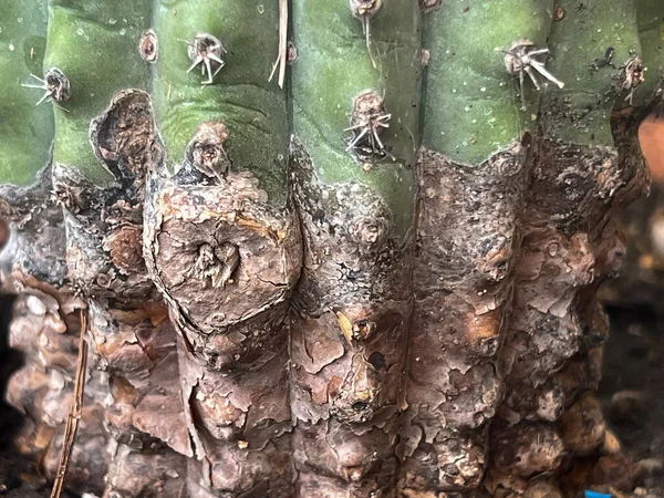 Textura Superficie Enfermedad Cactus Herrumbre Vegetal Problema Putrefacción —  Fotos de Stock