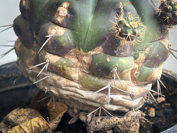 Textuur Oppervlakte Van Cactus Ziekte Roest Van Planten Rot Probleem — Stockfoto