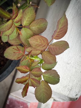 Yeni filizlenme ve tomurcuk gülü, taze yaprak, ortaya çıkar