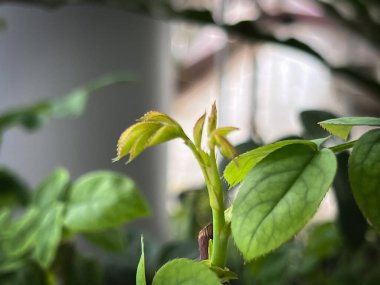 Yeni filizlenme ve tomurcuk gülü, taze yaprak, ortaya çıkar