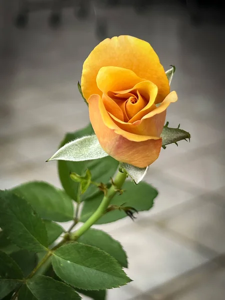 Yellow rose,honey mustard flower plant