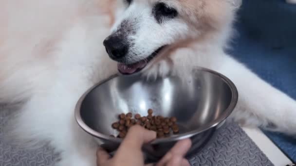 Hund Lehnt Pelletfutter Edelstahlschale — Stockvideo