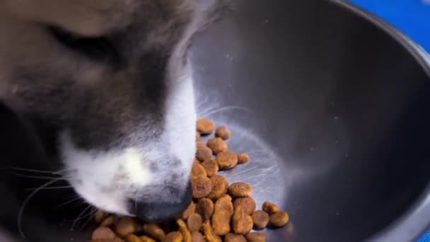 Собака Ест Гранулы Нержавеющей Миске — стоковое видео
