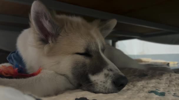 Милая Собака Отдохнуть Расслаблением Чувство Сонный — стоковое видео