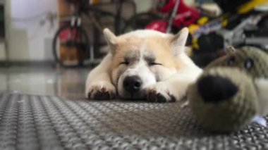 Tatlı köpek dinleniyor, rahatlıyor, uykulu.
