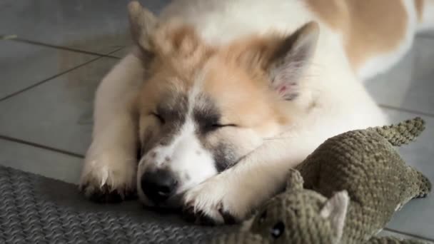 かわいい犬は リラックスした感覚で休息を持っています — ストック動画