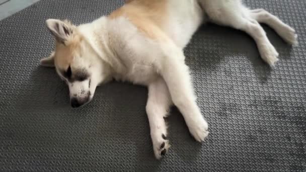 可爱的狗有放松的感觉 困倦的休息 — 图库视频影像