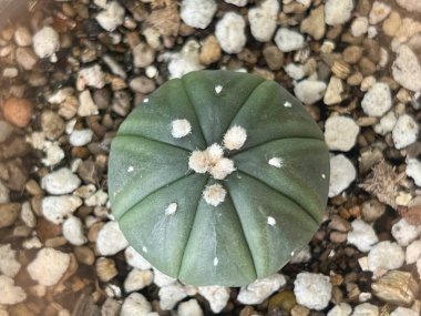 Güzel kaktüs. Astrofittum türleri. Sulu bitkiler, ev işleri..