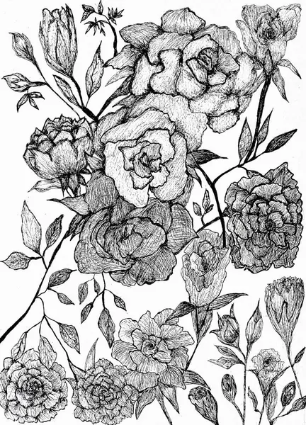 Hand drawing of Rose plant with black ink on paper,beautiful flower,art work design