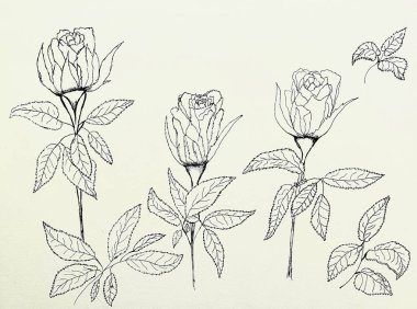 Kağıt, sanat tasarımı ve güzel çiçekli Üç Gül 'ün el çizimi.