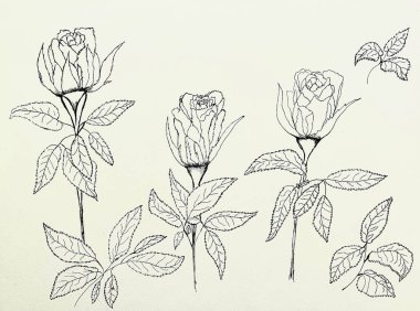 Kağıt, sanat tasarımı ve güzel çiçekli Üç Gül 'ün el çizimi.