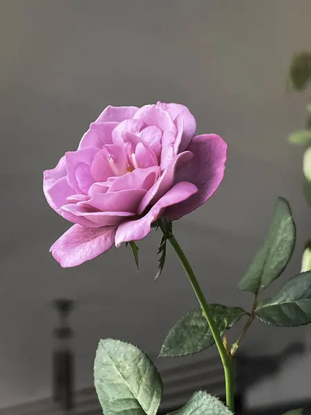 Blue Liver Rose plant,Pink purple Rose petals,beautiful blooming flower,blurry light around