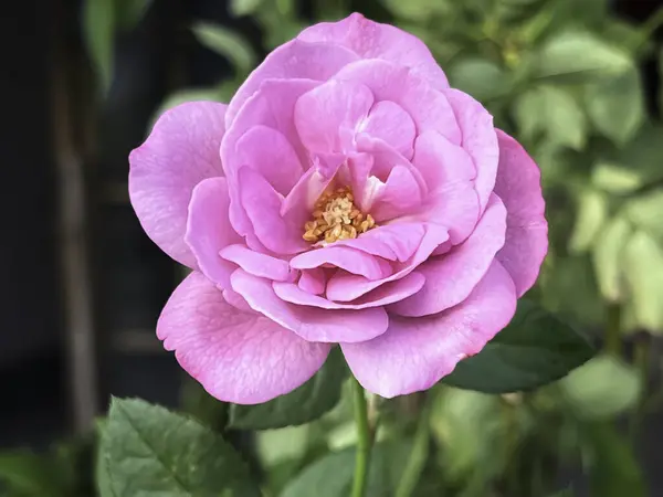 Blue Liver Rose plant,Pink purple Rose petals,beautiful blooming flower