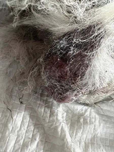 Dog scrotal inflammation from bacterial,fungle or viral.Red and rough skin.dog health problem