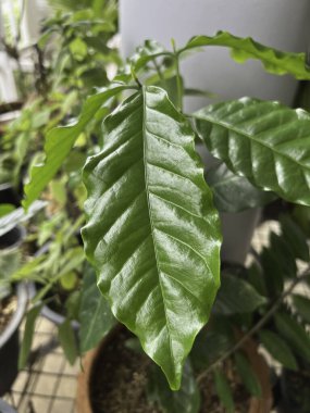 Küçük kahve ağacı, yeşil yapraklar, organik hasat.,