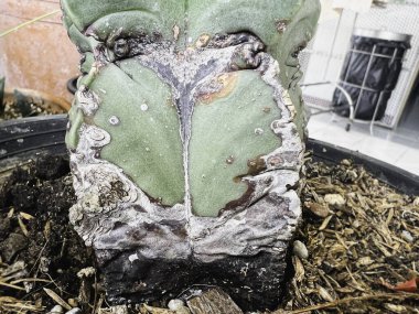 Kaktüs yüzeyindeki sarı ve kahverengi doku fungle ve parazitten zarar görmüş. Pas hastalığı sorunu ve semptomları..