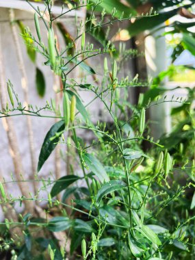 Kariyer bitkisi ya da Andrographis panikledi. Yeşil yapraklar ve ağacın etrafında küçük çiçekler. Sağlıklı bitkiler.